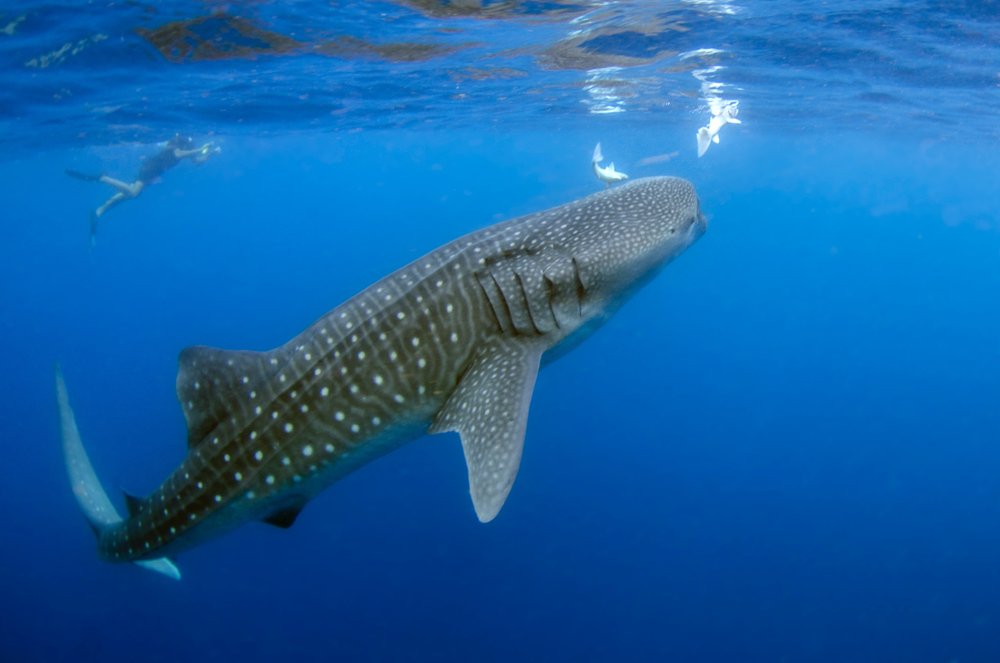 10 Interesting Facts About Whale Sharks
