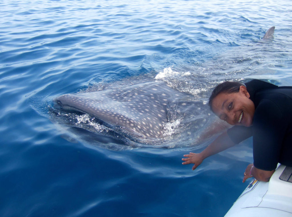 10 Interesting Facts About Whale Sharks – Holbox Whale Shark Tours