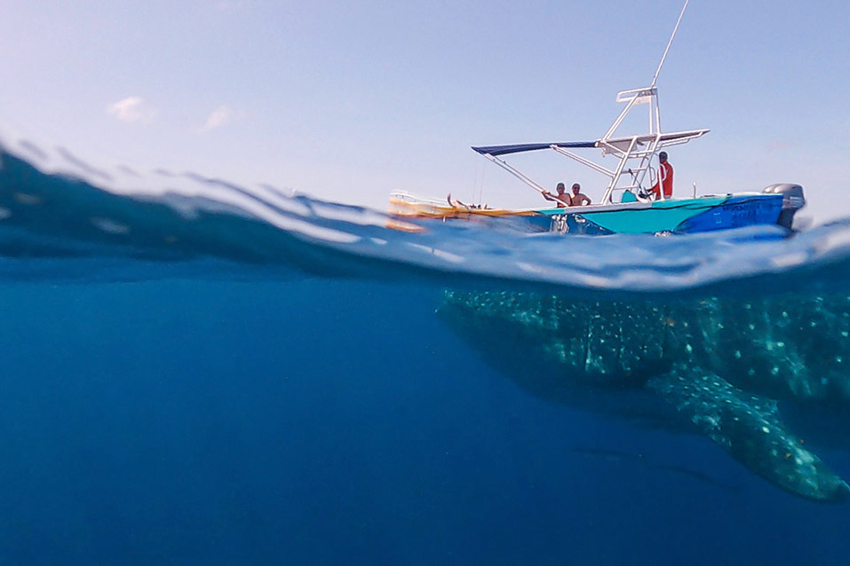 Holbox-tiburon-ballena-Go-Pro-Untitled-11c