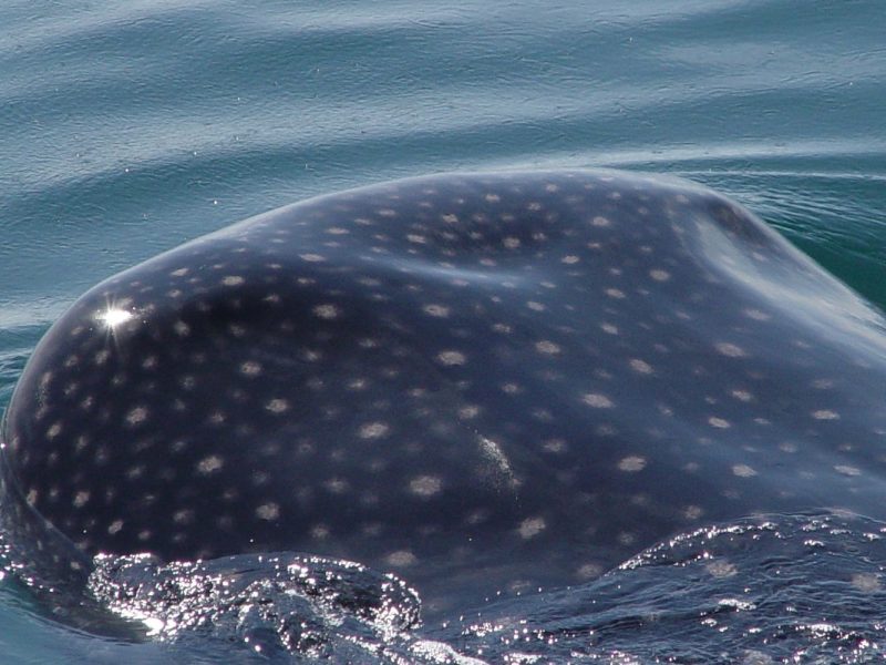 fotos de tiburon ballena 043 15.30.05