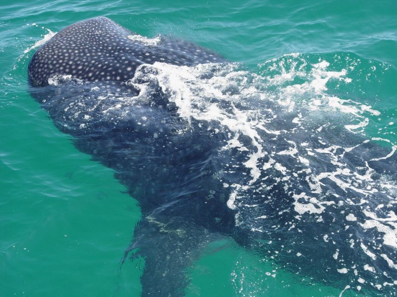 fotos de tiburon ballena 111 15.30.05